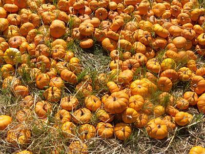 Pumpkin-Palooza - A Visit to the Faulkner Farm Pumpkin Patch