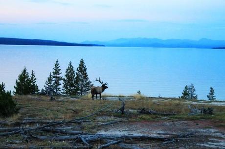 Yellowstone Trip Part 3