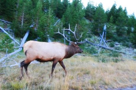 Yellowstone Trip Part 3