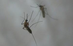 Is India Taking Dengue Fever Epidemic Seriously?