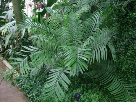 Cycad at Palm House, Kew Gardens London