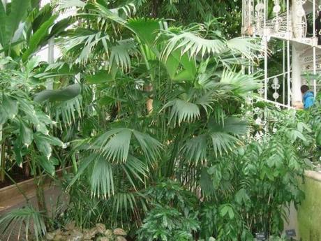 Kew, A Wander Through the Palm House