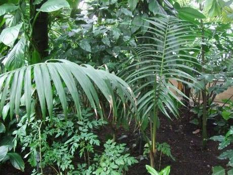 Palm House, Kew Gardens London