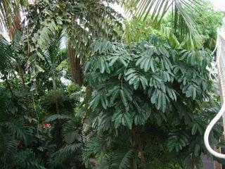 Tropical plants in the Palm House at Kew Gardens, London