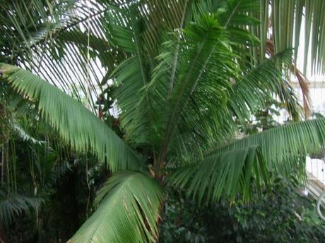 Kew, A Wander Through the Palm House