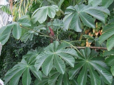 Kew, A Wander Through the Palm House