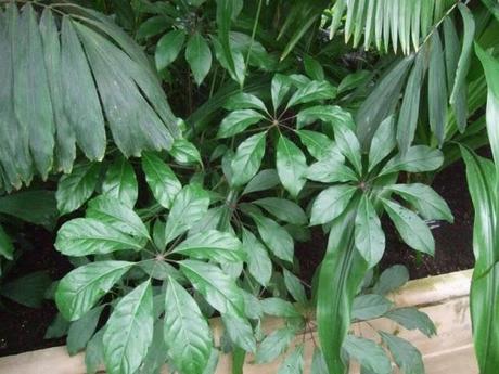 Tropical Schefflera at The Palm House, Kew Gardens London