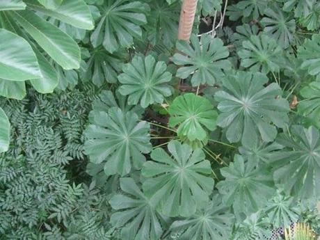 Kew, A Wander Through the Palm House