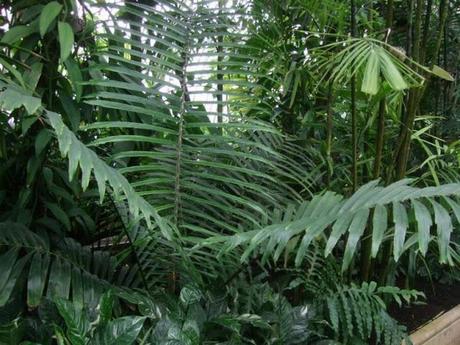 Kew, A Wander Through the Palm House