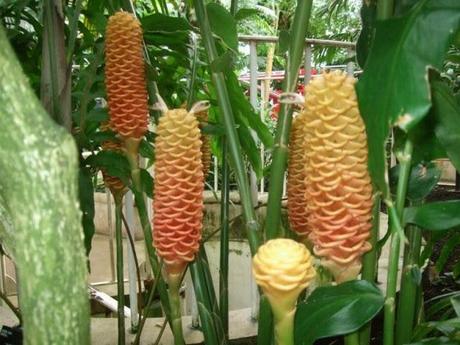 The Beehive Ginger (Zingiber spectabile)