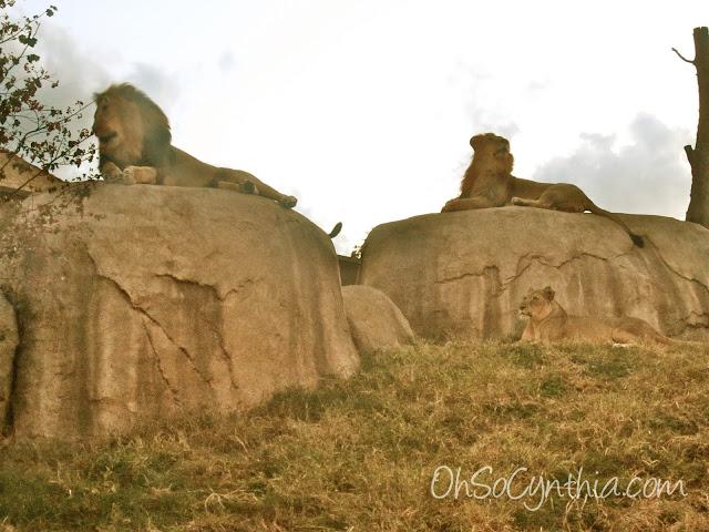 Dallas Zoo To Do 2012 was a roaring good time