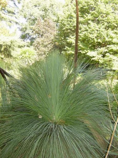 Xanthorrhoea glauca