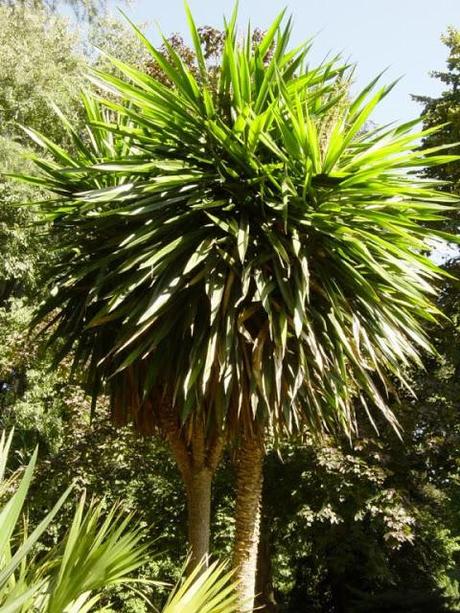 Cordyline kaspar