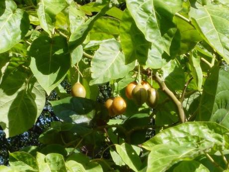 Solanum betaceum