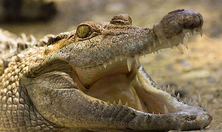 Crocodile Faces Are More Sensitive Than Human Fingertips