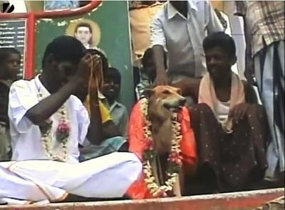 Indian Farm Laborer Marries Stray DOG!
