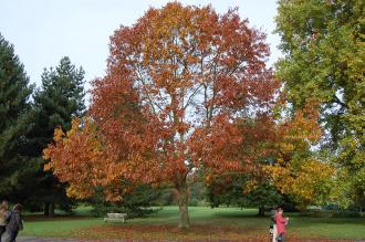 Quercus ellipsoidalis (20/10/2012, Kew Gardens, London)