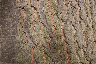 Quercus ellipsoidalis Bark (20/10/2012, Kew Gardens, London)