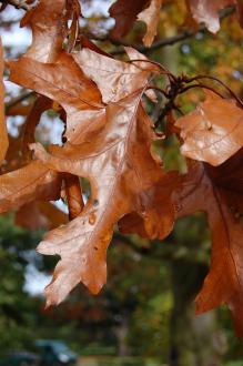 Quercus ellipsoidalis Autumn Leaf (20/10/2012, Kew Gardens, London)