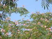 Mimosa Trees Christmas Trees: Letter From Reader