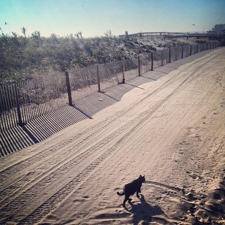 Black cat. Atlantic city. Makes a photograph seem much more dramatic than the reality, which is little, if any, damage.  (at Ri Ra Irish Pub)
