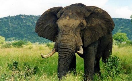Being Like an Elephant Sucks Sometimes.