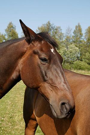 English: Standardbred horse.