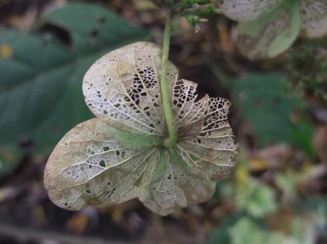 The Autumn garden through a lens