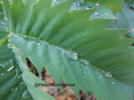 The Autumn garden through a lens