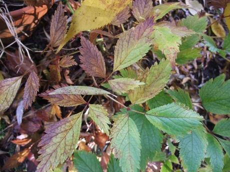 The Autumn garden through a lens