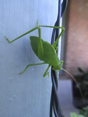 Katy did camouflage well