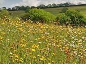 Celebrating Wildflower Meadows