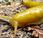 Banana Slug Nature's Giant Recycler