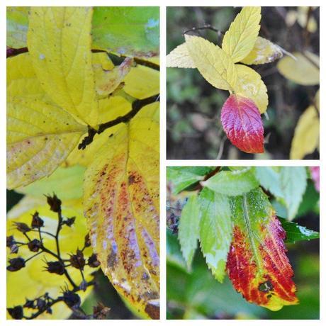 Autumn Colour Has Reached My Garden: Spirea Japonica