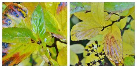 Autumn Colour Has Reached My Garden: Spirea Japonica