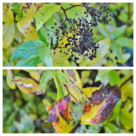 Autumn Colour Has Reached My Garden: Spirea Japonica