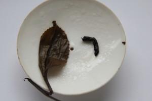 What is Puer or Pu-erh? A Brief Overview