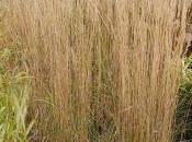 Plant Week: Calamagrostis Epigejos