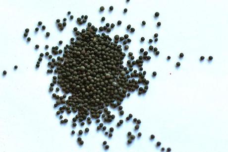 Hair Oil Series - Mustard Oil