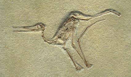 Could Pterosaurs Really Fly?
