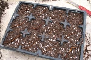 anemone root cuttings