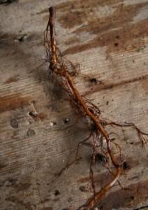 anemone root cuttings