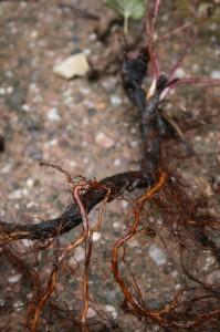 anemone root cuttings