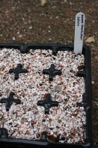 anemone root cuttings