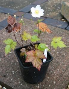 Anemone × hybrida 'Honorine Jobert'