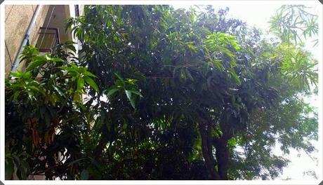 my mango tree