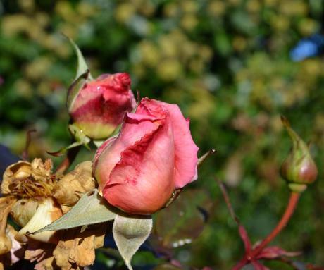 Wordless Wednesday: 14/11/2012 Compassion Rose