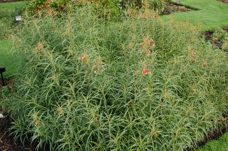 Lobelia laxiflora var. angustifolia (20/10/2012, Kew Gardens, London)