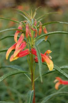 Lobelia laxiflora var. angustifolia Flower (20/10/2012, Kew Gardens, London)