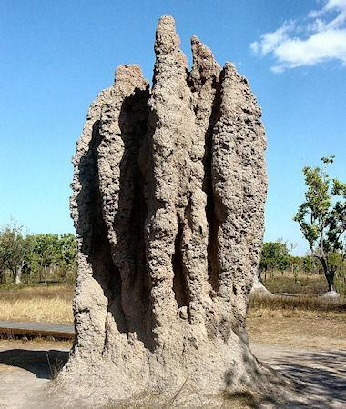 Miraculous Termite Mounds